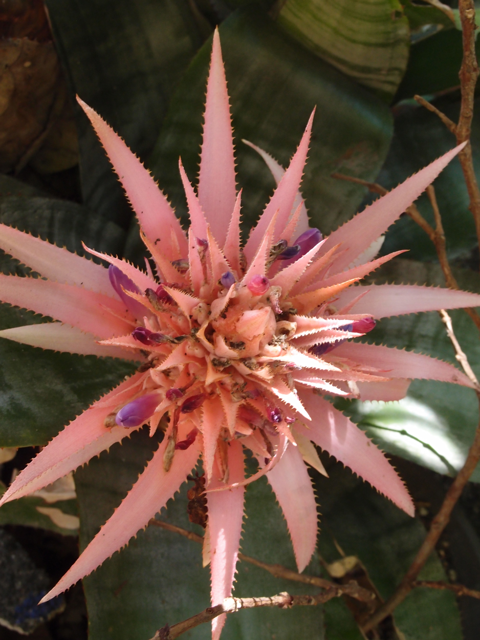 2016-02-18 Paulas Garten (Fotos)